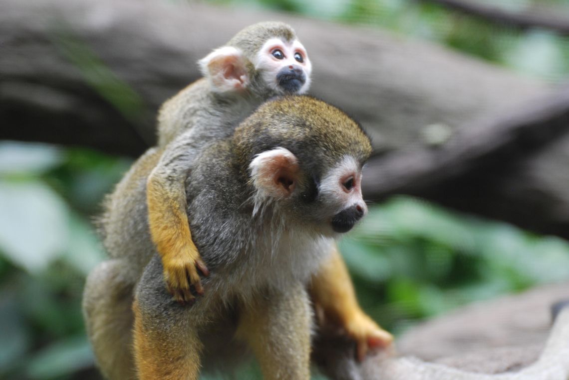 The brilliance of monkeys The brilliance of monkeys