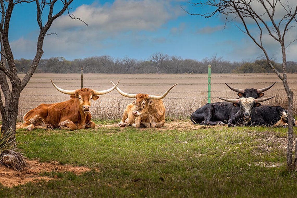 This is Texas This is Texas