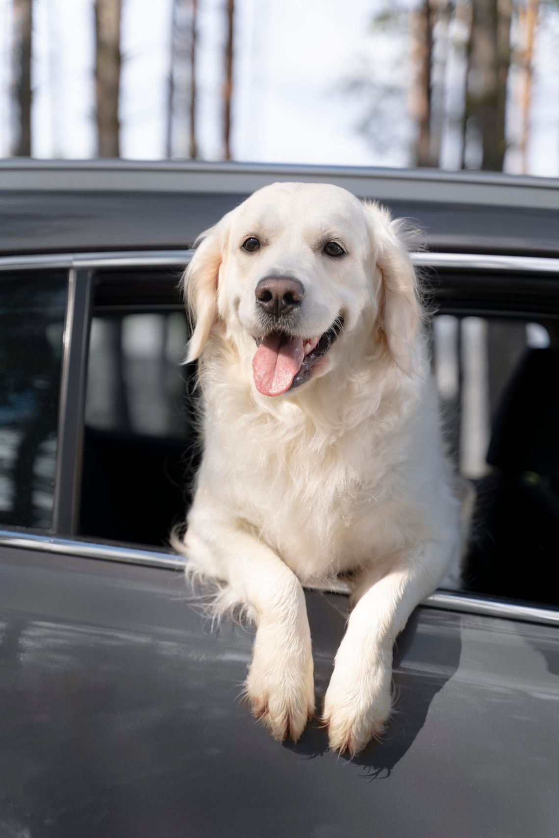 Tips for summer road trips with pets