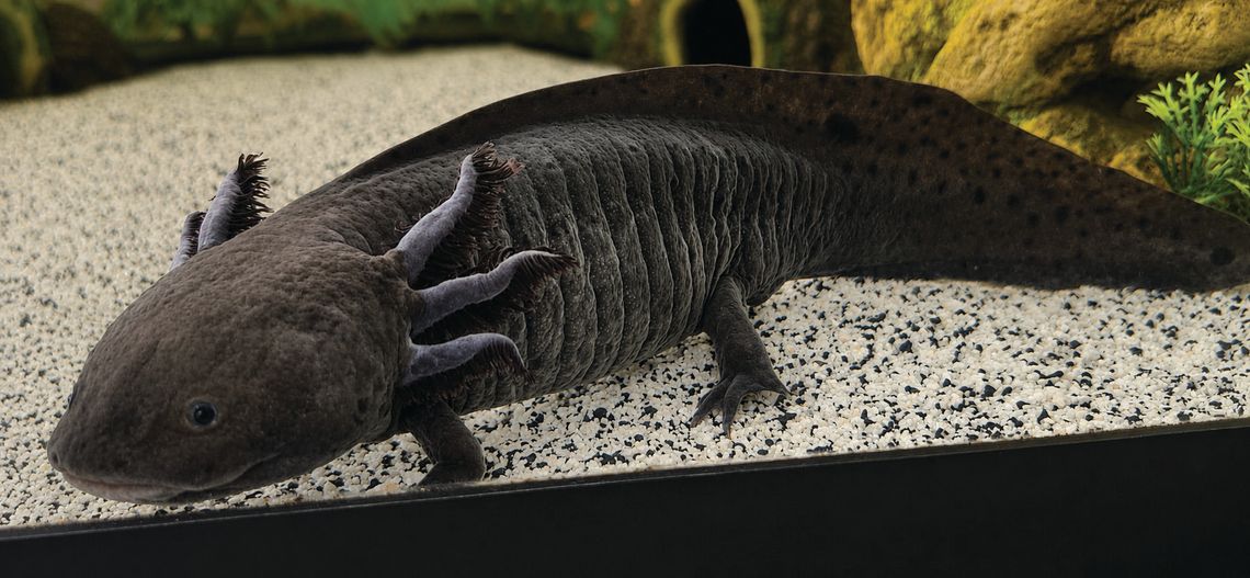 W’boro Library welcomes new pet axolotl, hosts naming contest W’boro Library welcomes new pet axolotl, hosts naming contest