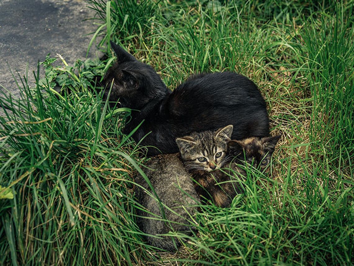 Whitesboro launches feral cat program Whitesboro launches feral cat program